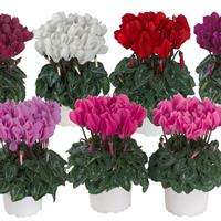 Macaron<sup>®</sup> North Mix Cyclamen