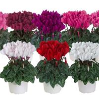 Macaron<sup>®</sup> South Mix Cyclamen