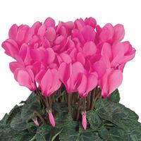 Macaron<sup>®</sup> Bengal Rose Cyclamen
