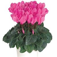 Macaron<sup>®</sup> Bengal Rose Cyclamen