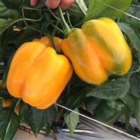 Delray Pepper