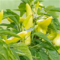 Pepper From Hades Spicy Gold Pepper