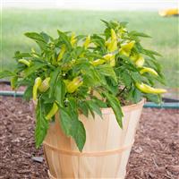 Pepper From Hades Spicy Gold Pepper