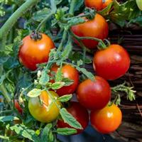 Cherry Blast Tomato
