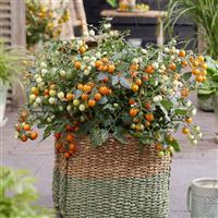 Sugar Basket Orange Tomato