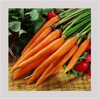 Scarlet Nantes Carrot