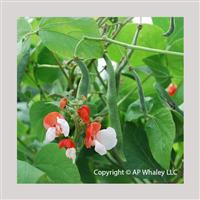 Painted Lady Runner Bean