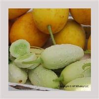 Mini White Cucumber