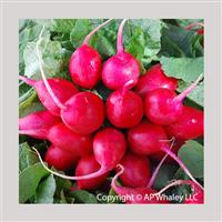 Early Scarlet Globe Radish