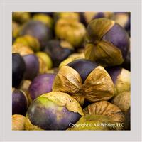 Purple Tomatillo