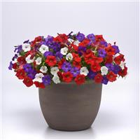 Shock Wave<sup>®</sup> Volt Mixture Improved Spreading Petunia