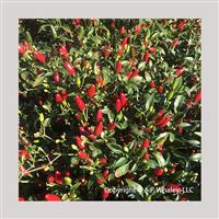 Thai Red Chile Pepper