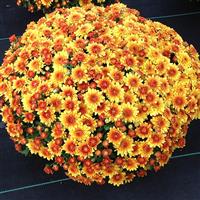 Autumn Envy Bronze Garden Mum