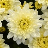 Avalon Crème White Garden Mum