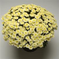 Avalon Crème White Garden Mum