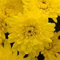 Avalon Golden Yellow Garden Mum