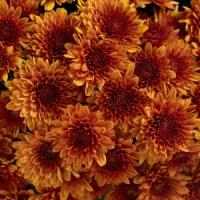 Avalon Orange Garden Mum