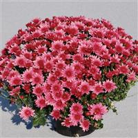 Avalon Pink Garden Mum