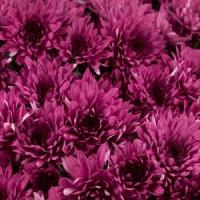 Avalon Purple Garden Mum