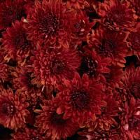 Avalon Red Garden Mum
