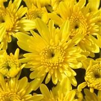 Avalon Sunny Yellow Garden Mum