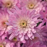 Axios Light Pink Garden Mum