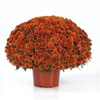 Axios Orange Garden Mum