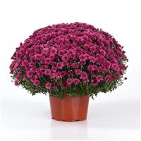 Axios Purple Garden Mum