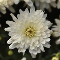 Axios White Garden Mum