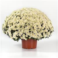Axios White Garden Mum
