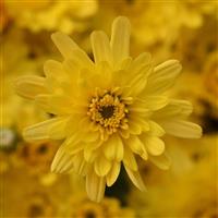 Axios Yellow Garden Mum