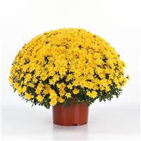 Axios Yellow Garden Mum
