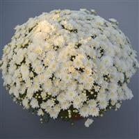 Bridal White Garden Mum