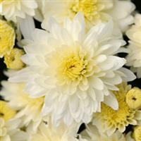 Butter N' Cream White Garden Mum
