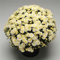 Butter N' Cream White Garden Mum