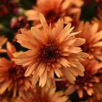 Carousel Glimmer Orange Garden Mum