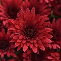 Cosmic Fireball Red Garden Mum