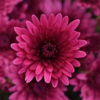 Cosmic Galaxy Purple Garden Mum