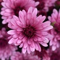 Cosmic Lunar Pink Garden Mum