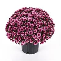 Cosmic Lunar Pink Garden Mum