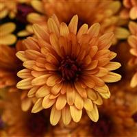 Cosmic Meteor Bronze Garden Mum