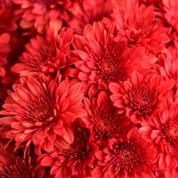 Cranbury Red Garden Mum