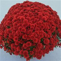 Cranbury Red Garden Mum