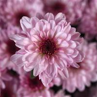 Cyclone Light Pink Garden Mum