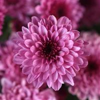Cyclone Pink Garden Mum