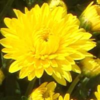Katelli Yellow Garden Mum