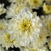 Cyclone White Garden Mum