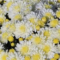 Dove White Garden Mum