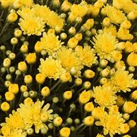 Dove Yellow Garden Mum