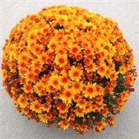 Fireglow Bronze Garden Mum
